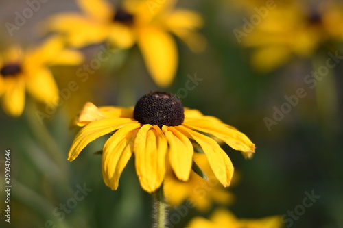 Blühende Rudbeckie (Rudbeckia) photo