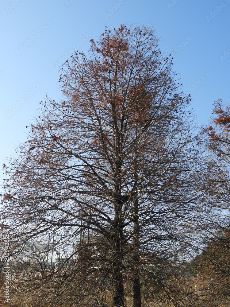 Fototapeta premium ラクウショウ