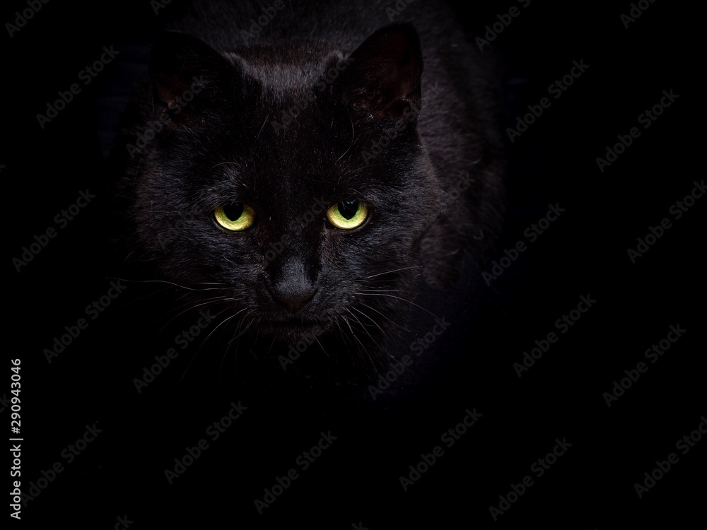 A prowling black cat against a black background