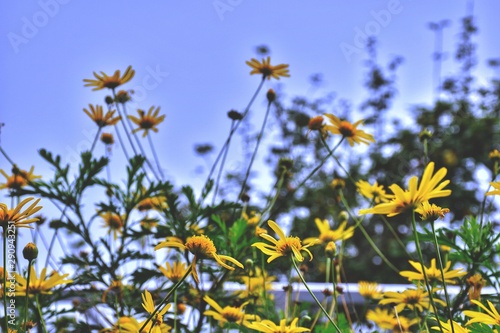 yellow flowers on background of blue sky