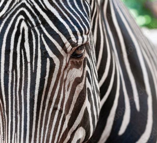 Fototapeta Naklejka Na Ścianę i Meble -  eye of zebra