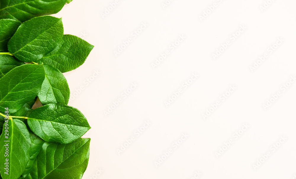 Rose leafs background. Rose leafs background.