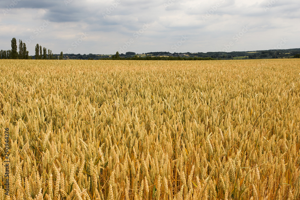 Corn field panorama Flanders Belgium Maarkedal Corn field panorama Flanders Belgium Maarkedal