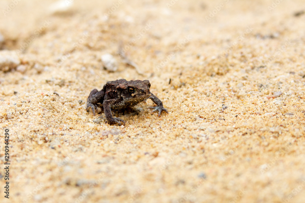 frog on the beach