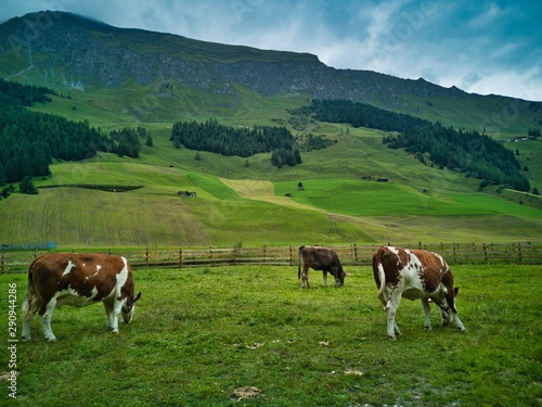 cows on a pasture