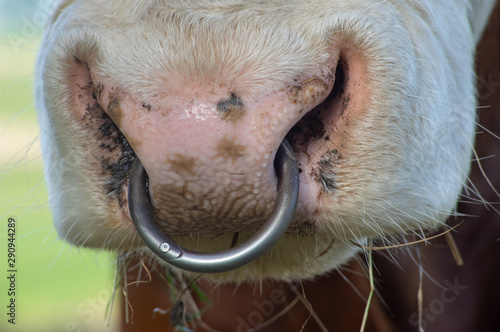 nose ring in the snout of dairy cattle