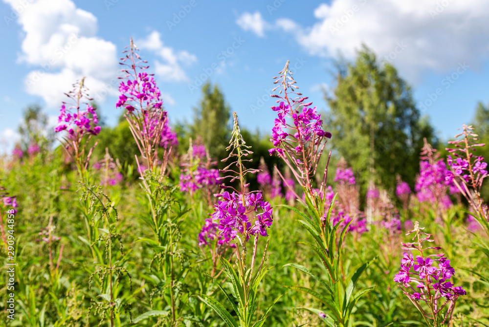 Naklejka premium Purple Alpine fireweed in summer day