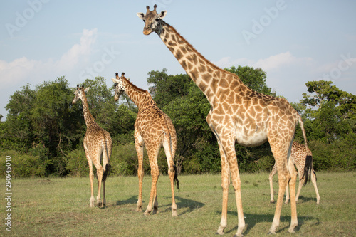 Giraffes (Giraffa camelopardalis peralta) walking - tanzania.