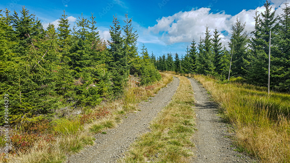 Fototapeta premium path in forest