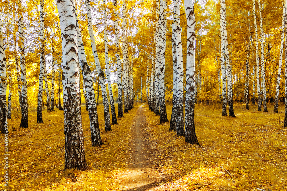 Obraz premium path in a birch grove on a sunny autumn day