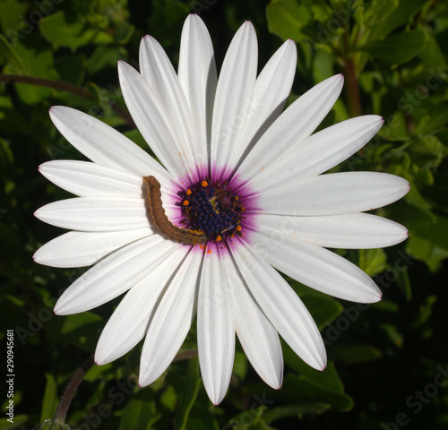 Caterpillar on a white daisybush flower