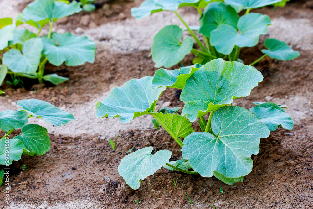 Young pumpkin leaves on the field. Young pumpkin leaves on the field.