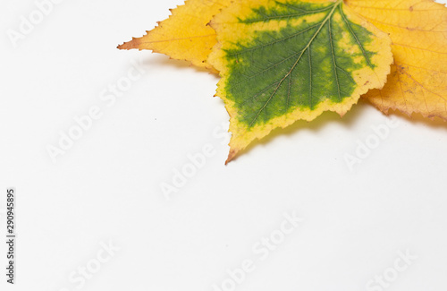 autumn leaves isolated on white background