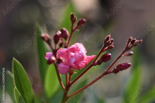 Oleander  Nerium oleander 