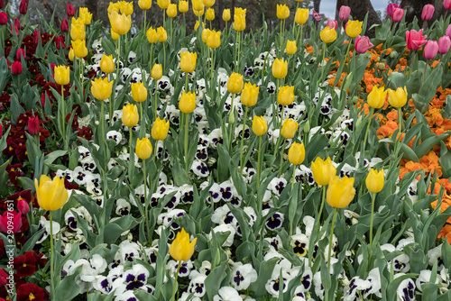 Floriade 2019 - an annual event in Canberra, Australia photo