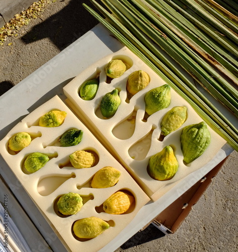 Etrog - is the yellow citron or Citrus medica used by Jewish people during holiday of Sukkot, for sale at special street market photo