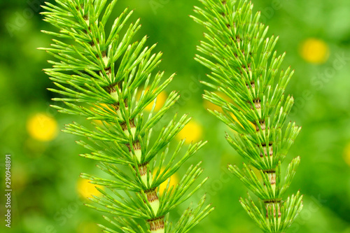 Tableau sur toile Horsetail. Equisetum arvense.