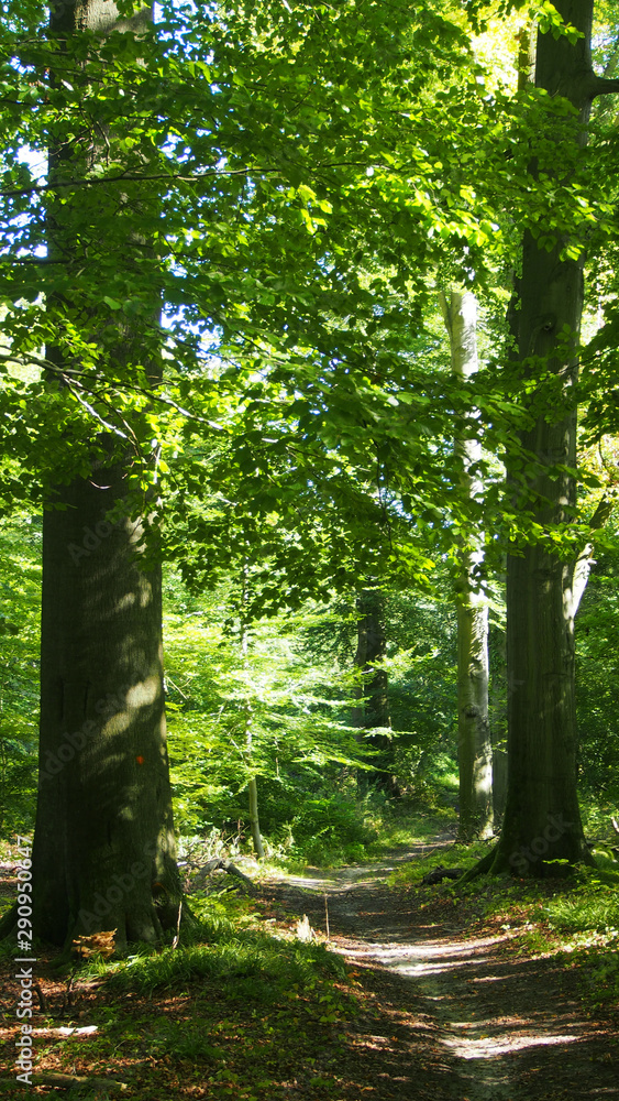 Fototapeta premium Waldweg, Deutschland