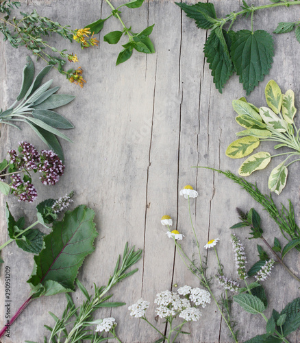 Diverse green herbs arranged on grey worn wooden table. Flowers and leaves on frame shape background.
