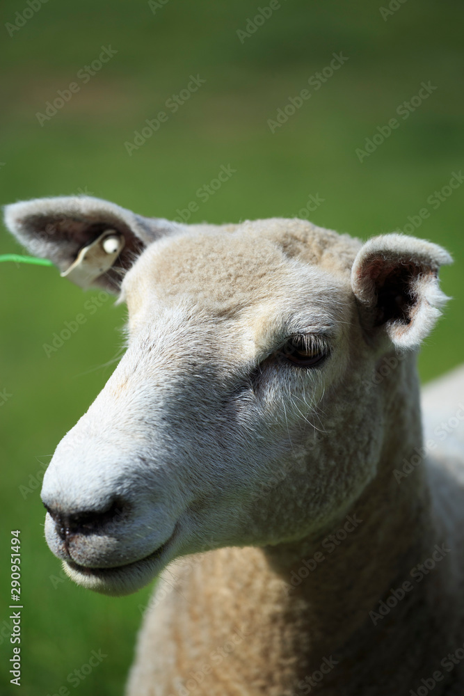 Obraz premium New Zealand sheep closeup