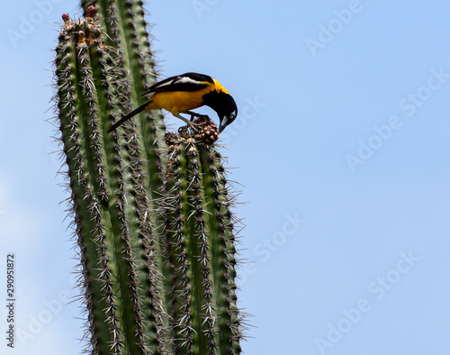 Photos Venezuelan Troupial on a cactus