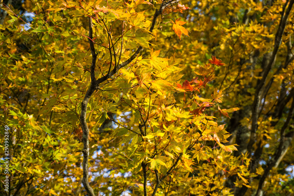 Colourful maple leaf on tree branch autumn season in Nikko Colourful maple leaf on tree branch autumn season in Nikko