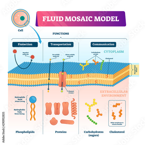 Fluid mosaic model vector illustration. Cell membrane structure infographic photo