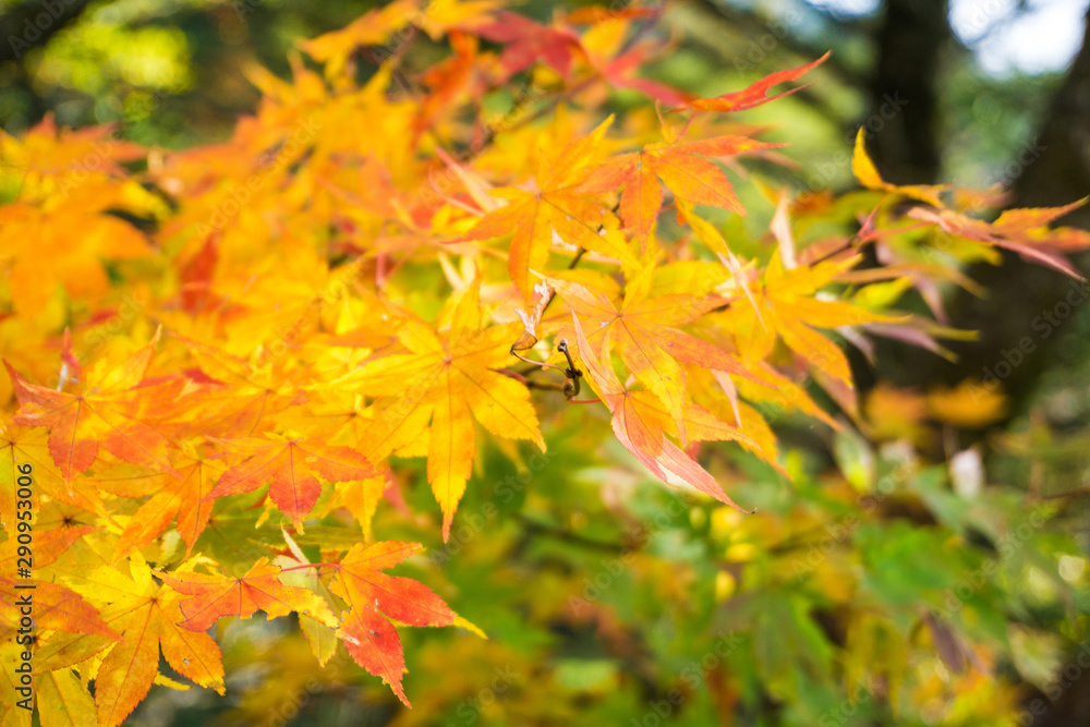 Colourful maple leaf on tree branch autumn season in Nikko Colourful maple leaf on tree branch autumn season in Nikko