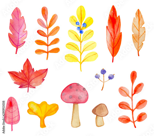 Set of vector watercolor leaves and mushrooms