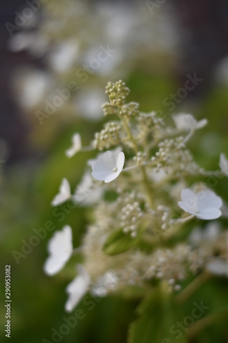 Weiße Rispen-Hortensie (Hydrangea paniculata) © summersum