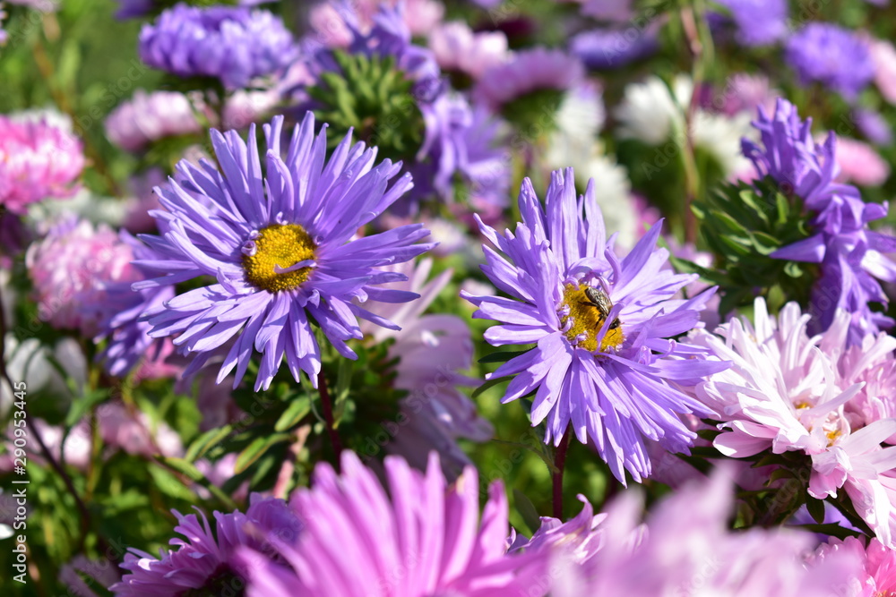 Aster flowers are multicolored on a green background. Aster flowers are multicolored on a green background.