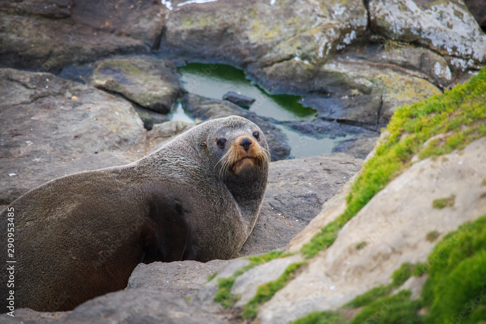 Fototapeta premium Wild New Zealand Fur Seal at Katiki Historic Reserve, Nugget Point, South Island, New Zealand