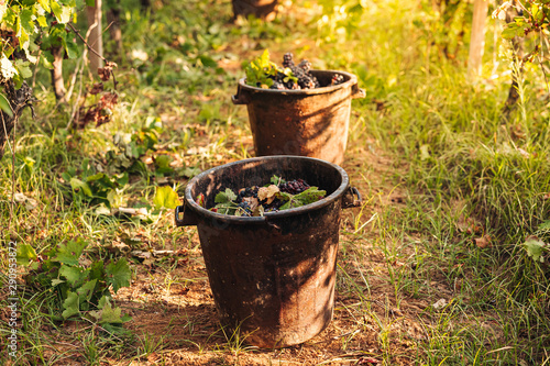 Bild auf Leinwand PUGLIA / ITALY -  SEPTEMBER 2019: Seasonal harvesting of Primitivo grapes in the