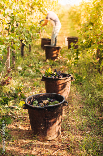 PUGLIA / ITALY - SEPTEMBER 2019: Seasonal harvesting of Primitivo grapes in the vineyard