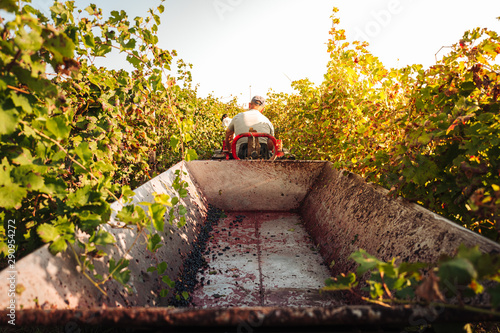 Fotografía PUGLIA / ITALY -  SEPTEMBER 2019: Seasonal harvesting of Primitivo grapes in the