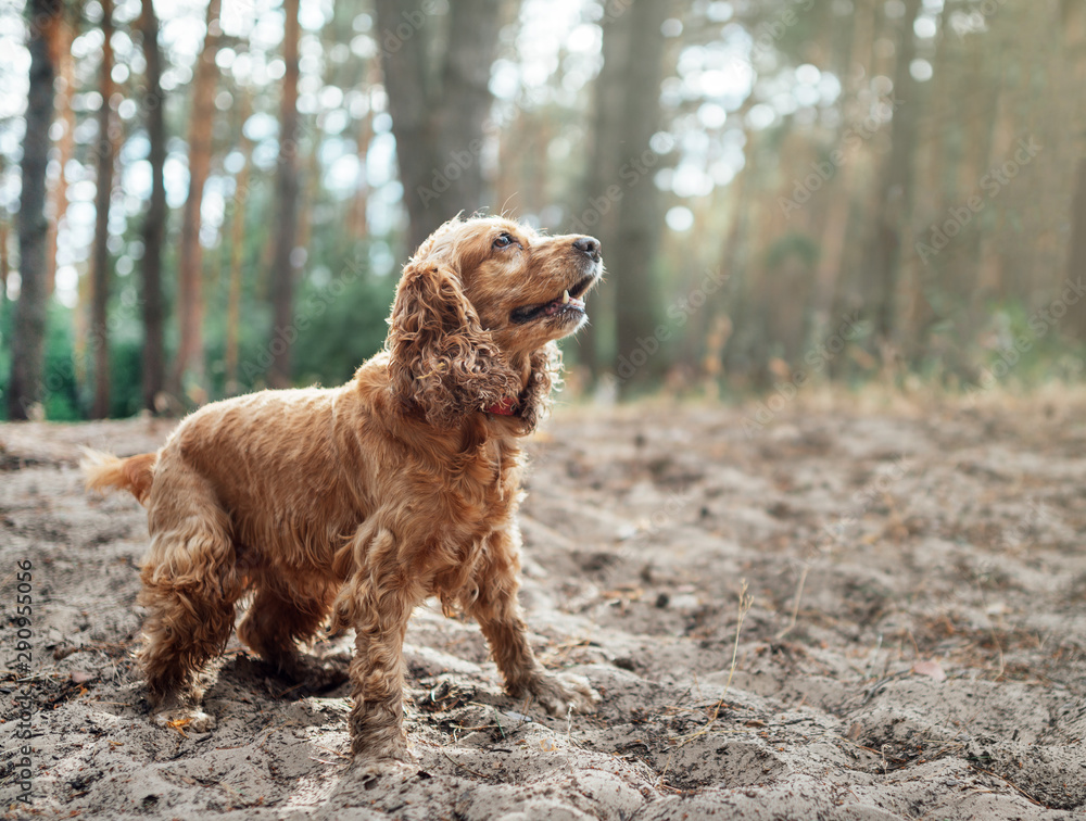 A red dog english spaniel breed stands in the sand against a background of forest.