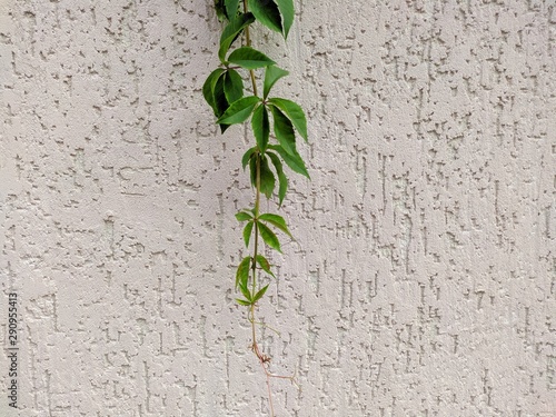 White wall with canopy and green leaves photo