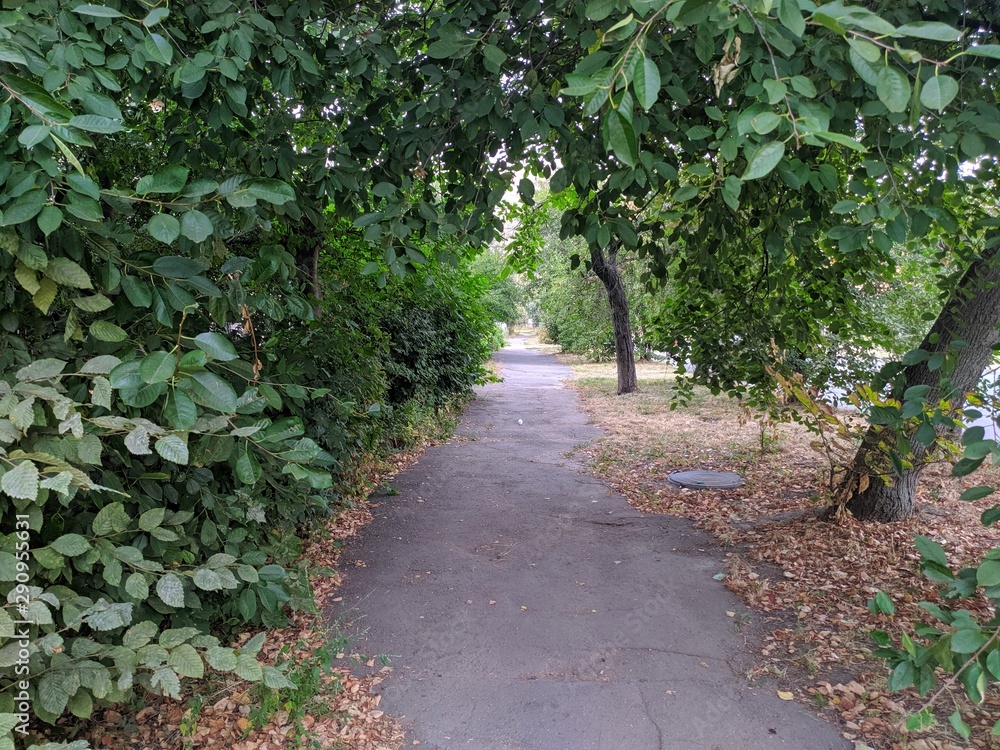 Green Street and green foliage and shrub Green Street and green foliage and shrub