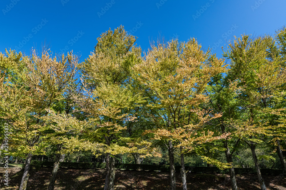樹木公園のカツラの並木