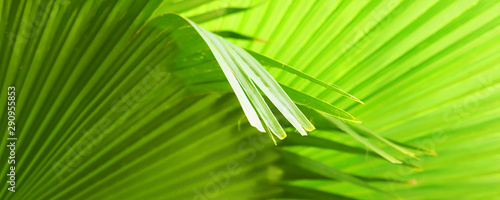 Brahea edulis fan palm leaf, panoramic view. Natural green background. Guadalupe palm photo