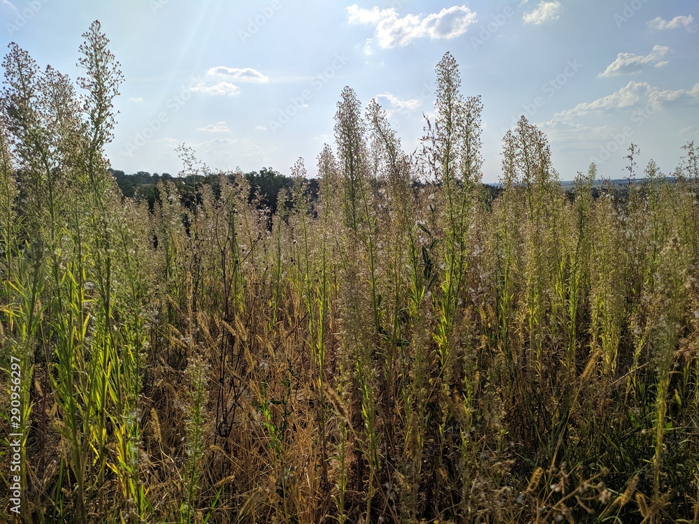 Field nature Plants sky blue Field nature Plants sky blue