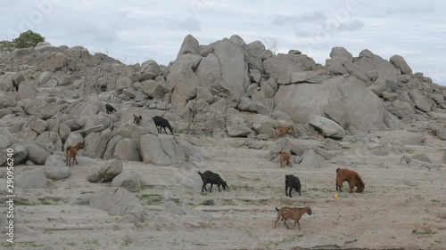 Goat Herd Walking In Mountain. 