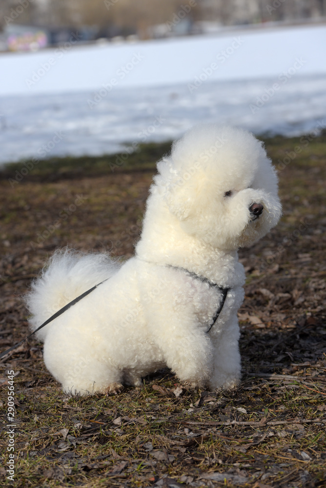 Bichon frize breed  white color