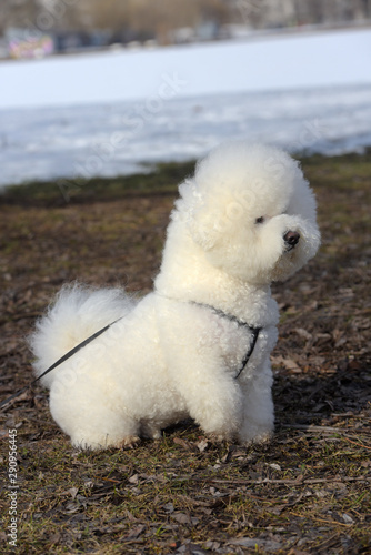 Bichon frize breed  white color © Evdoha