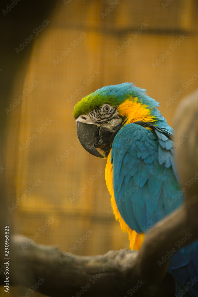 The blue-and-yellow macaw (Latin: Ara ararauna), also blue-and-gold macaw, a large South American parrot with blue top parts and light orange underparts, with gradient hues of green on top of its head