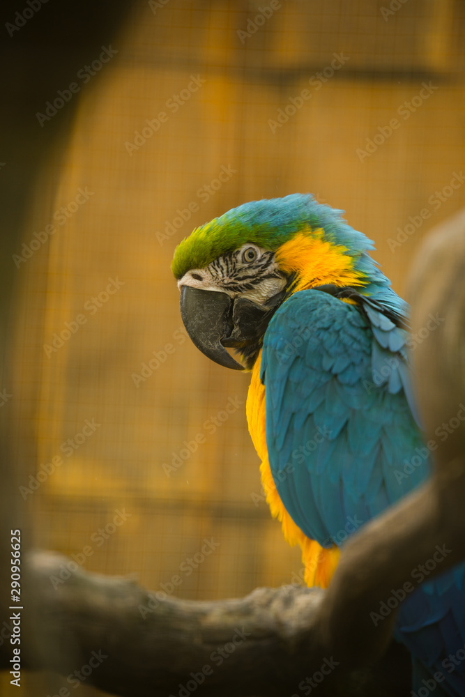 Obraz premium The blue-and-yellow macaw (Latin: Ara ararauna), also blue-and-gold macaw, a large South American parrot with blue top parts and light orange underparts, with gradient hues of green on top of its head
