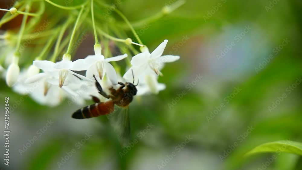 insect find the best pollen on the white flower insect find the best pollen on the white flower