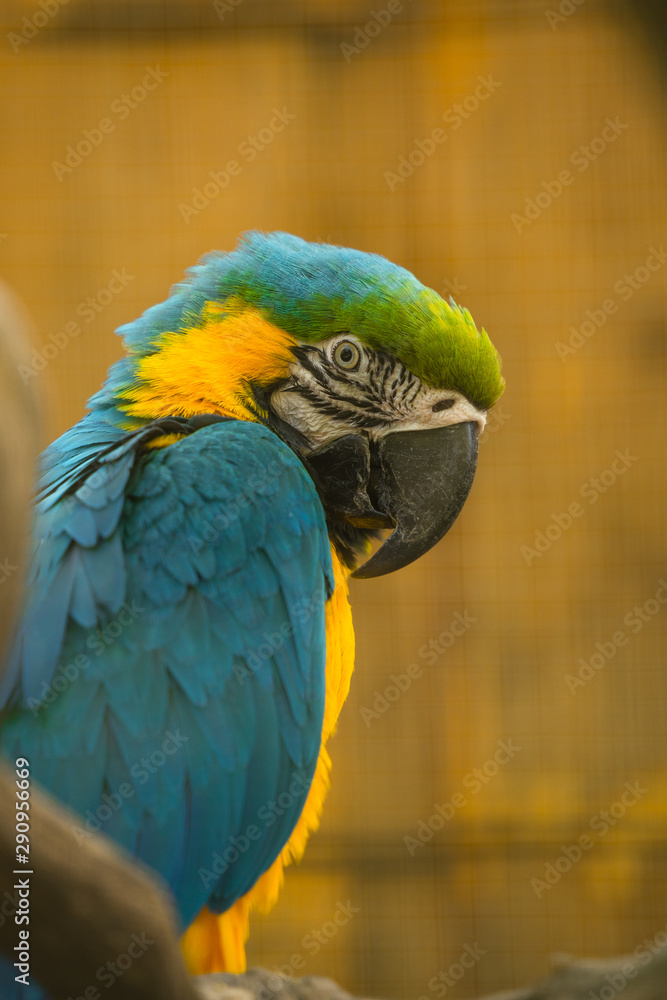 The blue-and-yellow macaw (Latin: Ara ararauna), also blue-and-gold macaw, a large South American parrot with blue top parts and light orange underparts, with gradient hues of green on top of its head The blue-and-yellow macaw (Latin: Ara ararauna), also blue-and-gold macaw, a large South American parrot with blue top parts and light orange underparts, with gradient hues of green on top of its head