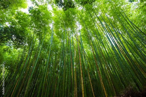 Green bamboo forest uprisen...