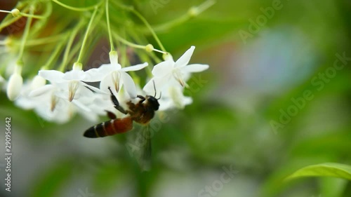 insect find the best pollen on the white flower